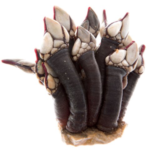 Percebes con limón